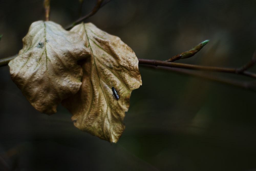 winter kommt bald