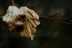 winter kommt bald