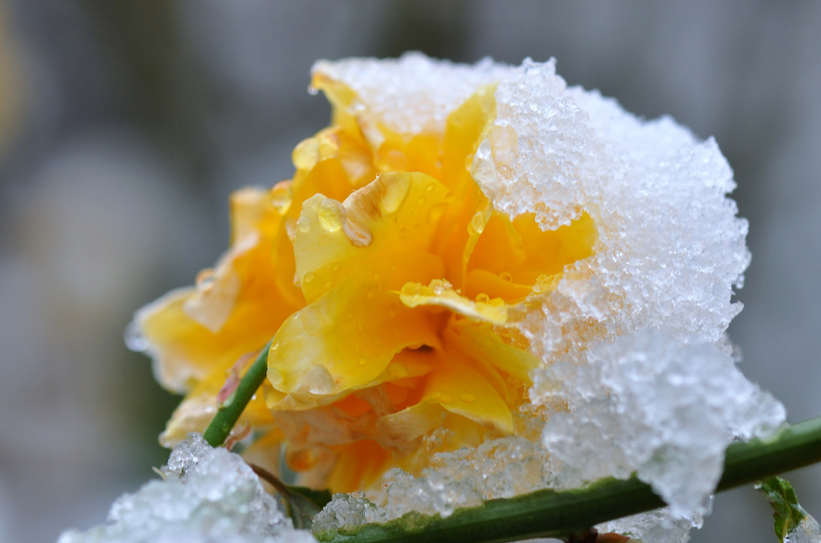 Winter küsst Frühling .......