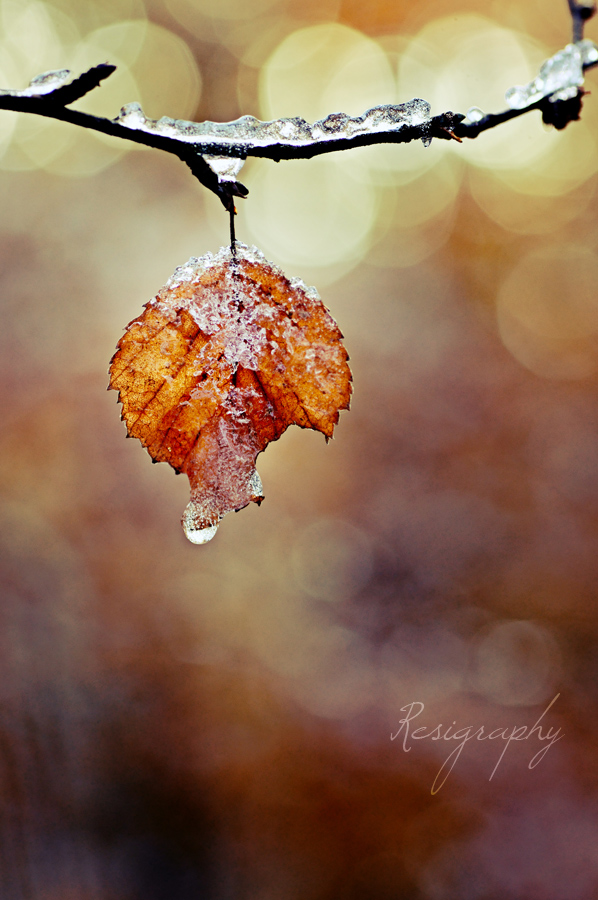 Winter küsst Herbst