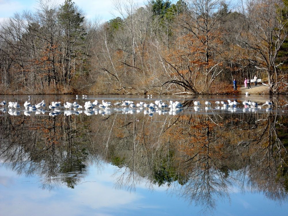 Winter lake reflection