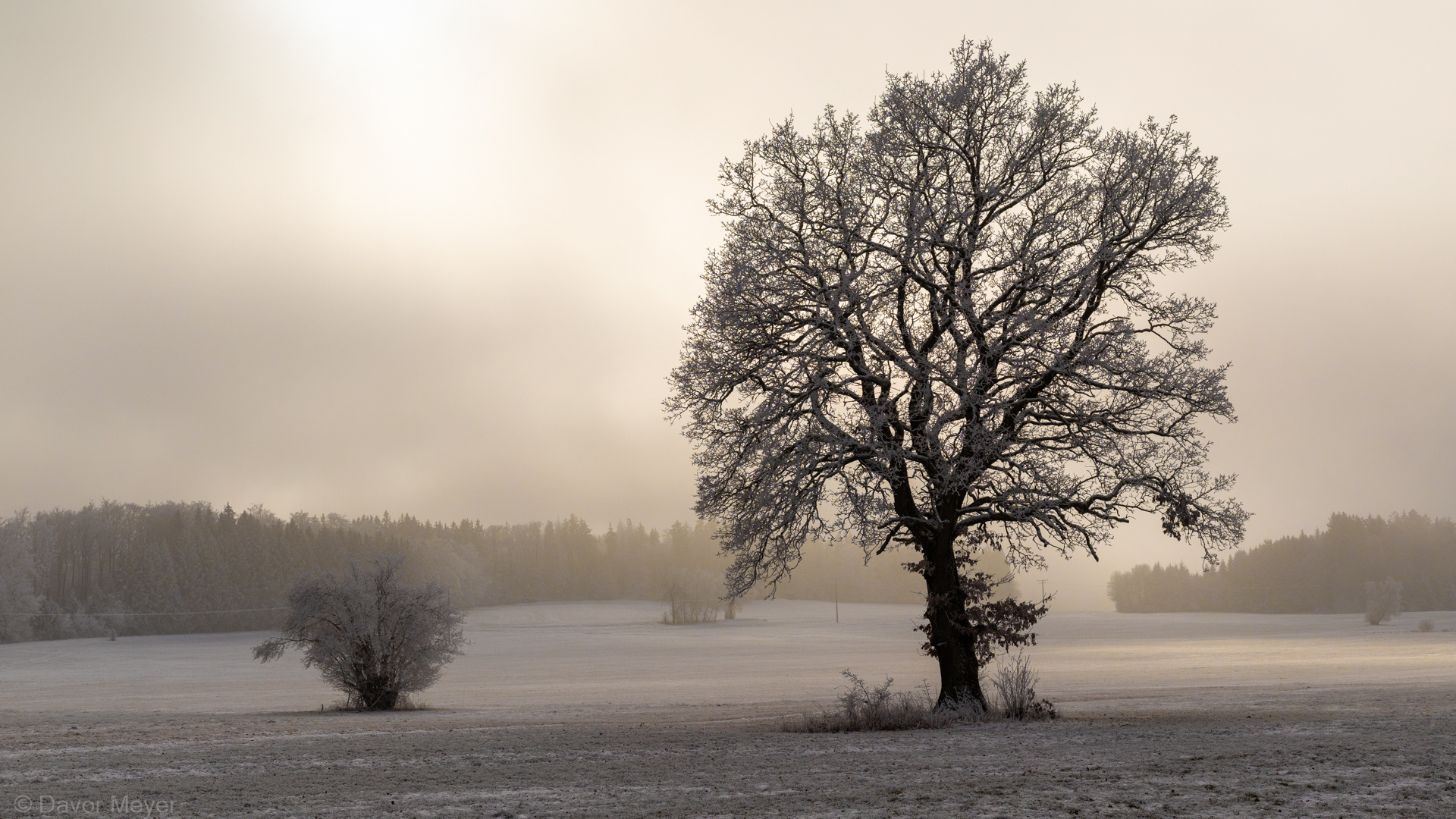 Winter landscape