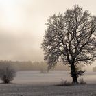 Winter landscape