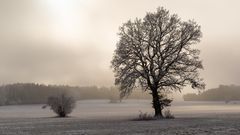 Winter landscape