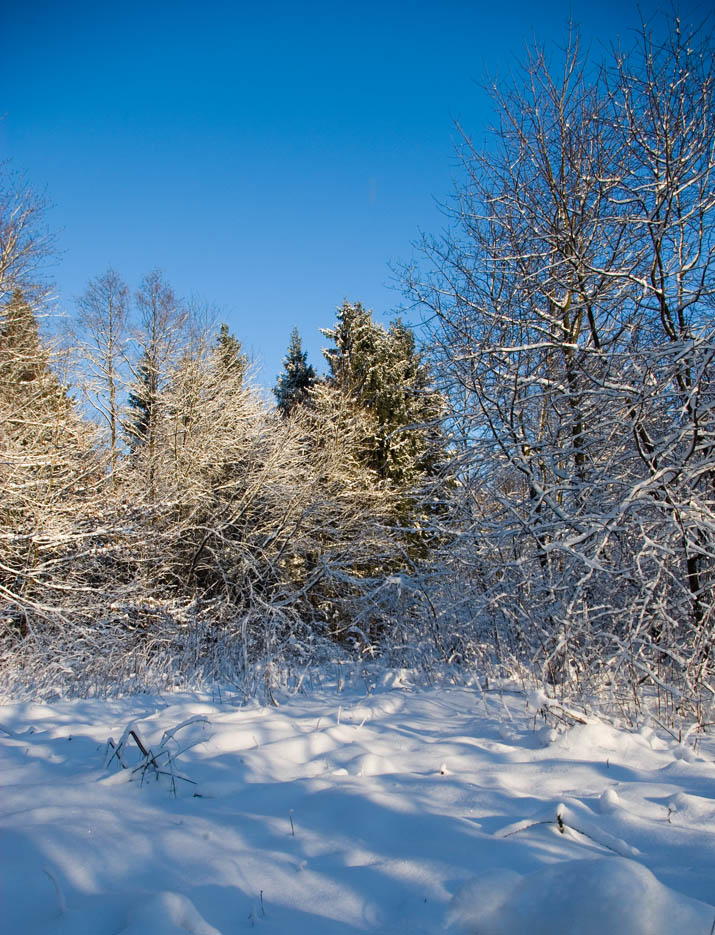 Winter landscape