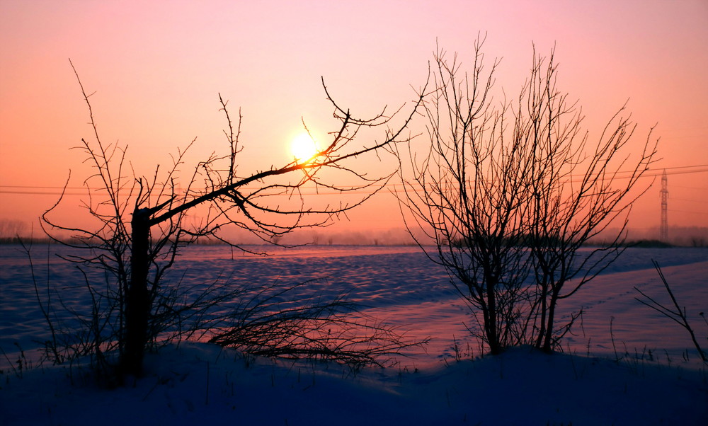 Winter Landscape