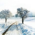 winter landscape