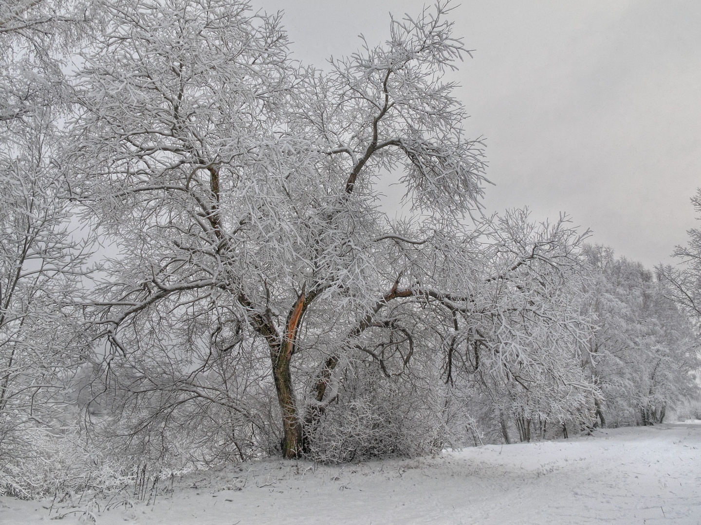 Winter landscape