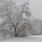 Winter landscape