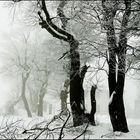  Winter Landscape -Wienerwald 