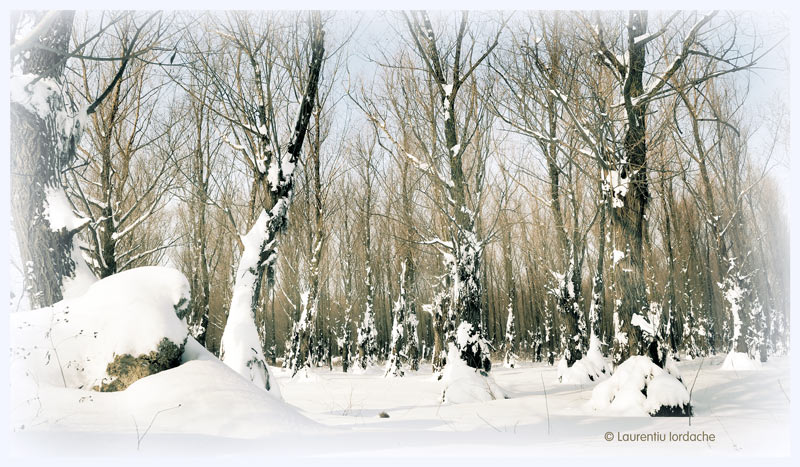 winter landscapes