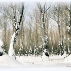 winter landscapes