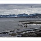 Winter? Landschaft am Bodensee