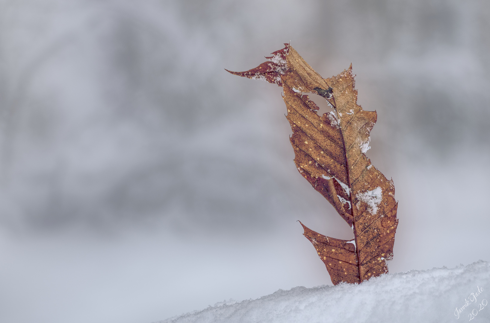 Winter leaf