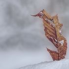 Winter leaf