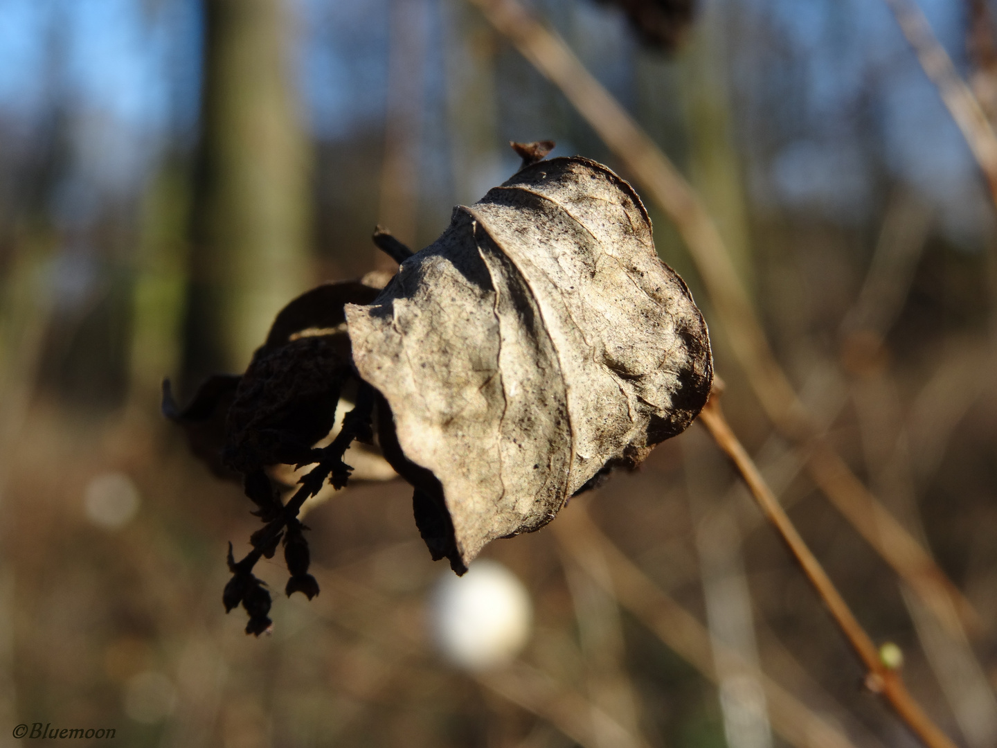 winter leaf