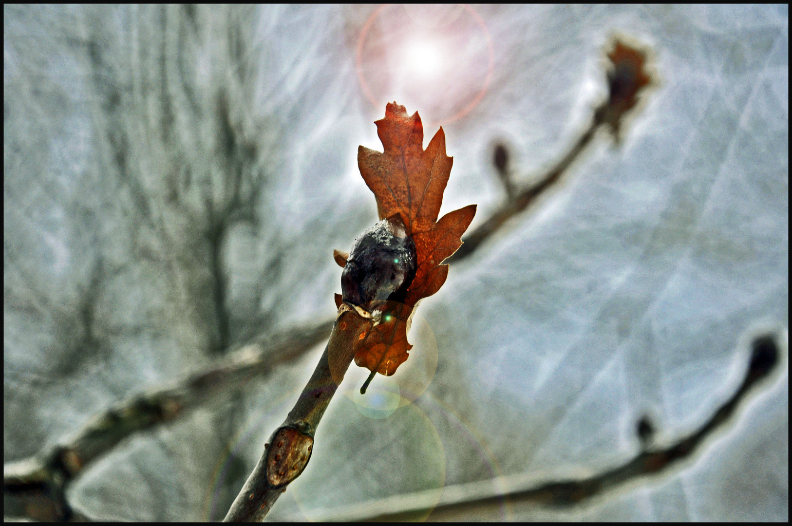 Winter leaf