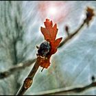 Winter leaf