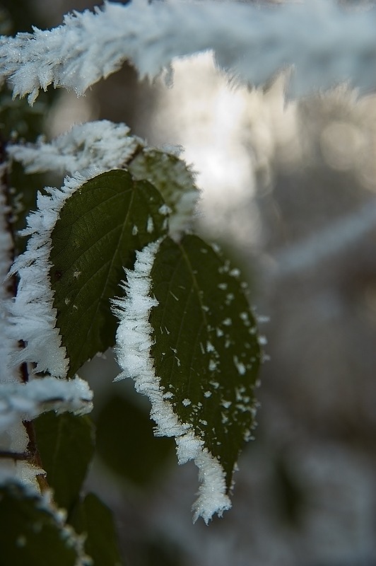 Winter Leafs A