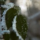 Winter Leafs A