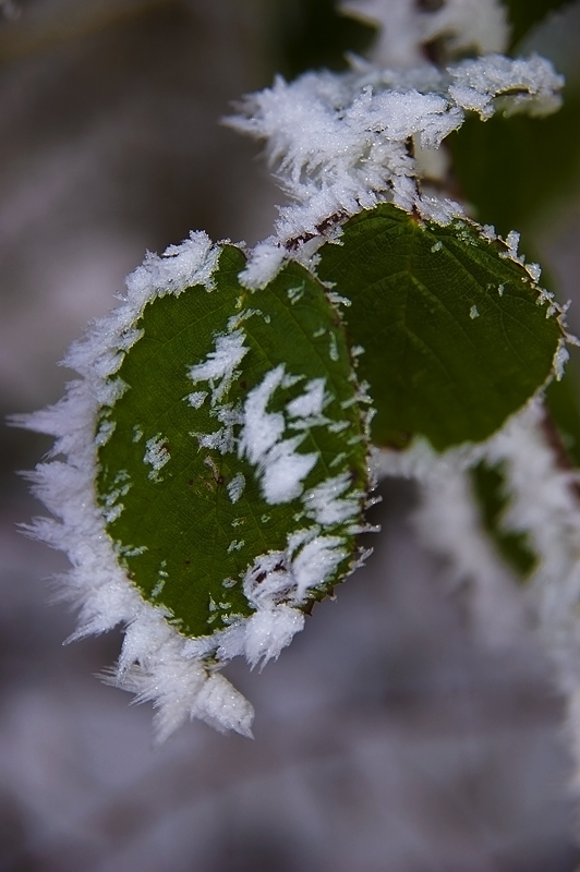 Winter Leafs B