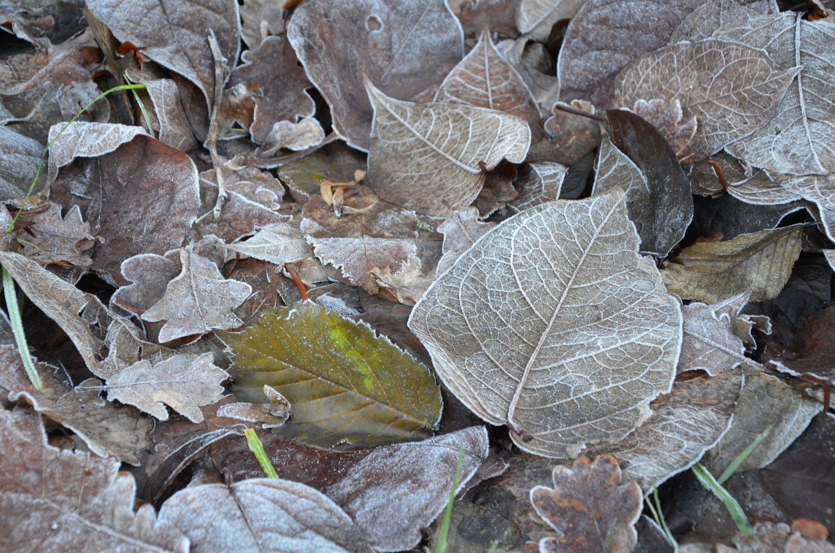 Winter leafs I