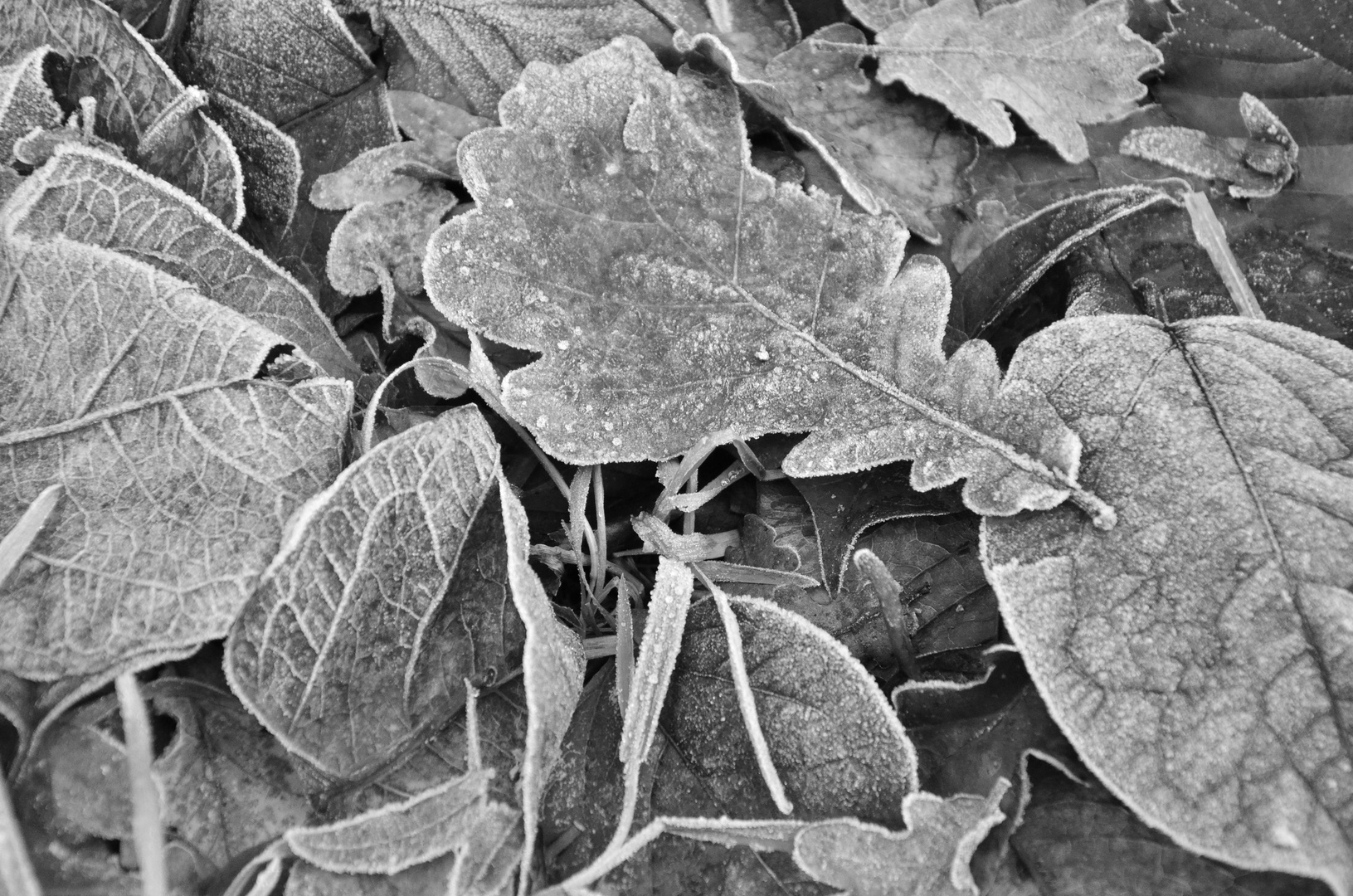 Winter leafs II