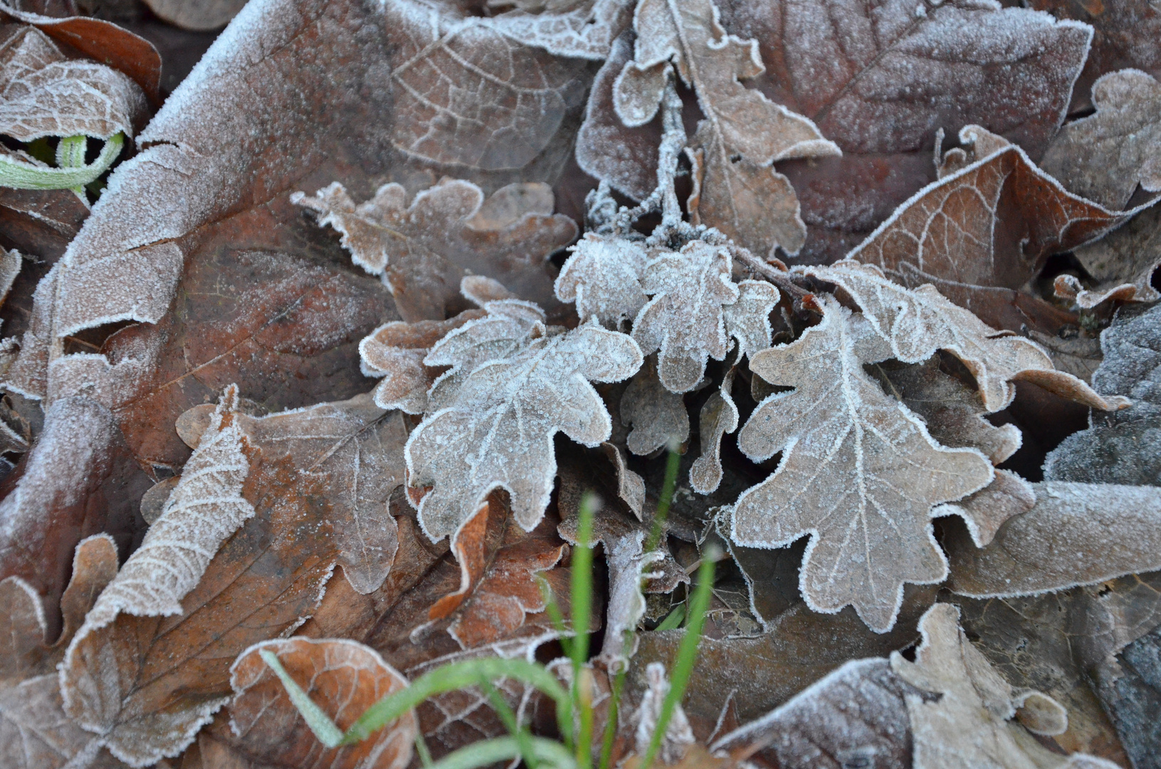 Winter leafs III