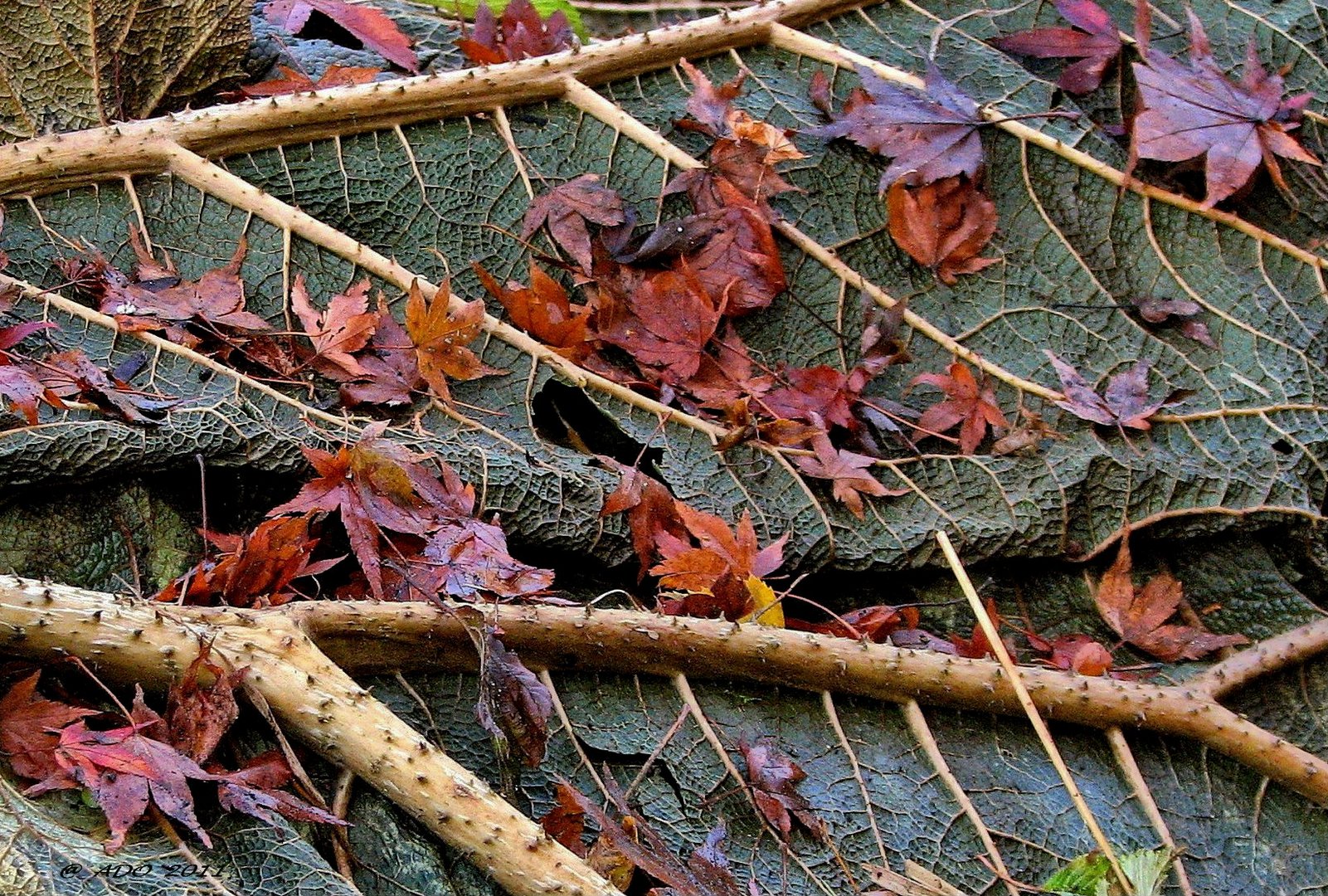 Winter Leaves (2)