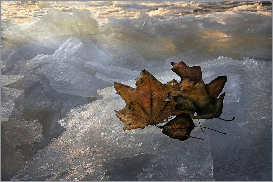 « Winter Leaves »