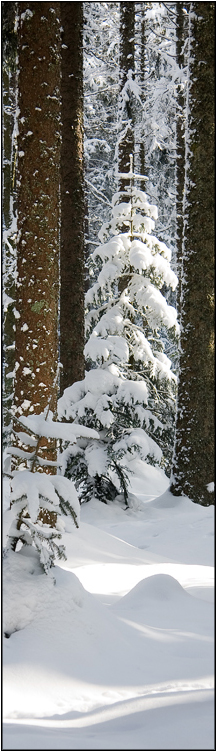 Winter -  Lesezeichen