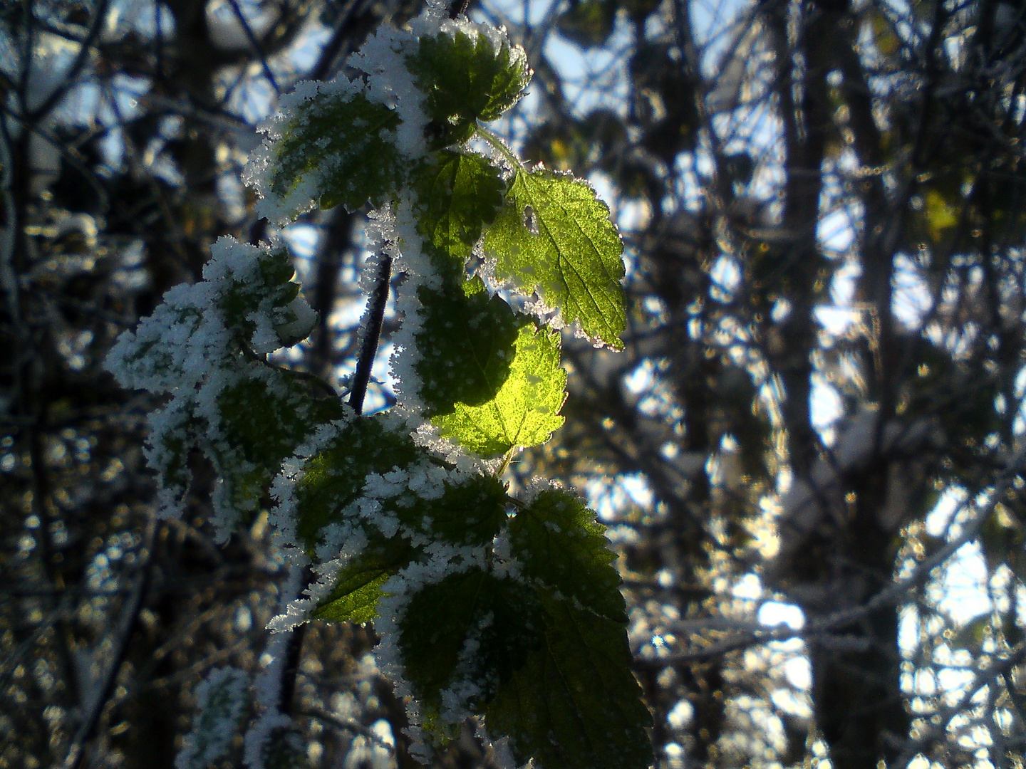 Winter Leuchten