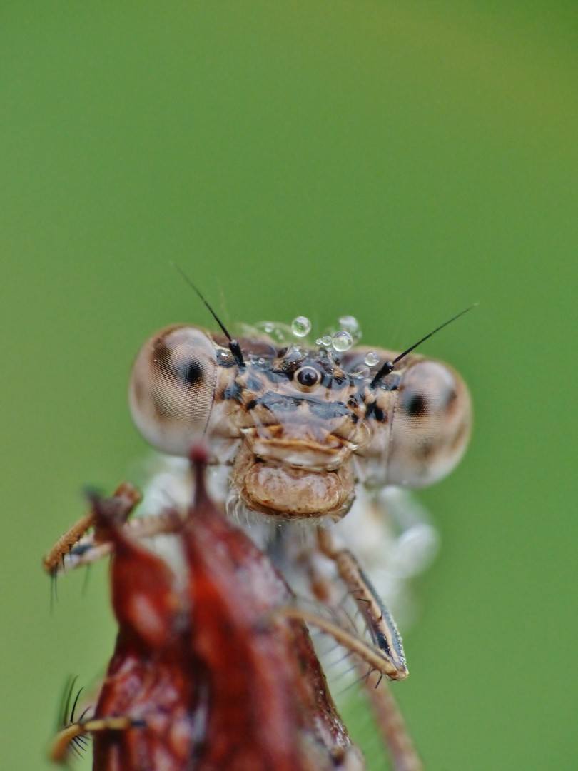 Winter-Libelle