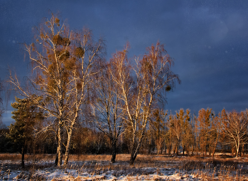 winter light