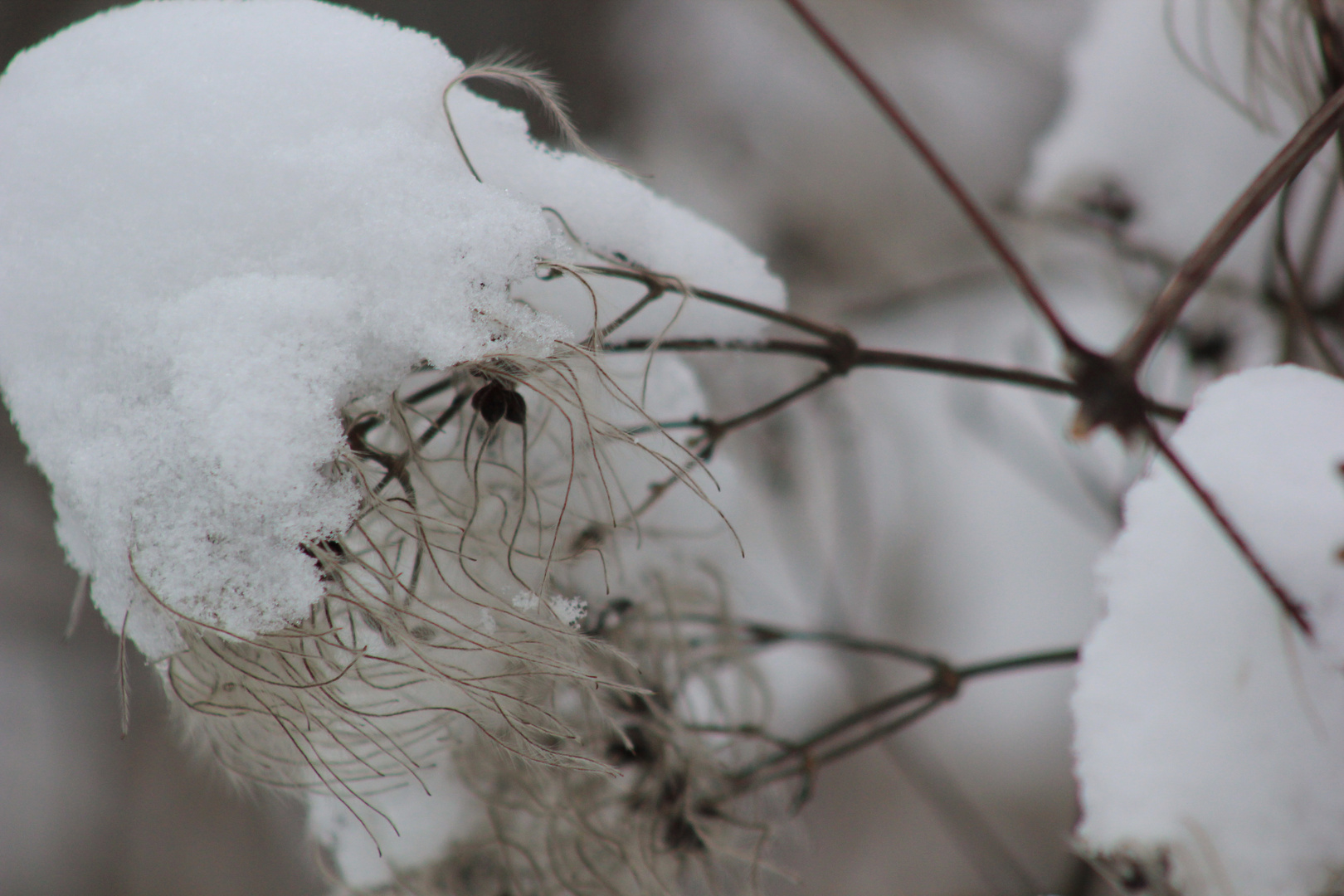 winter like cotton