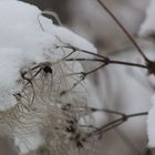 winter like cotton