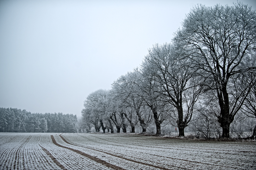 winter lines