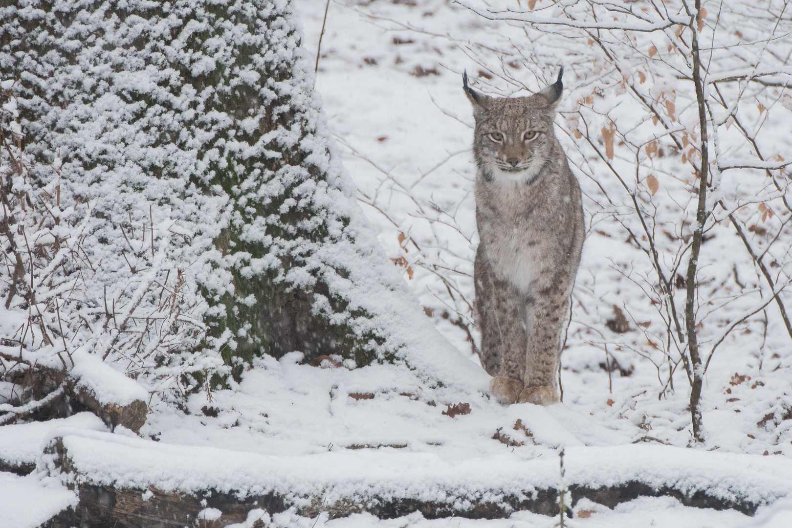 Winter-Luchs