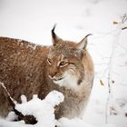 Winter-Luchs