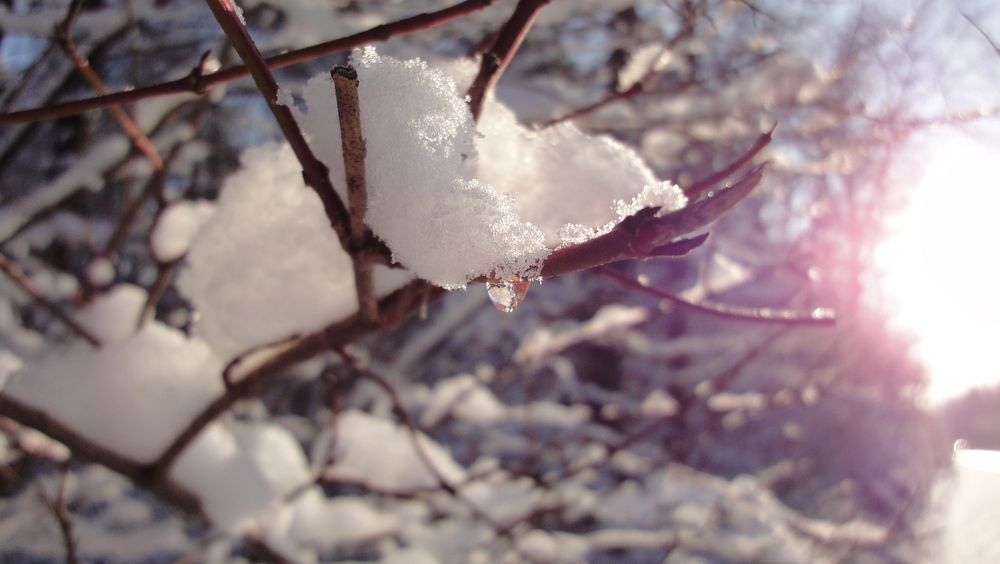 winter macro impression von steffen naumann 