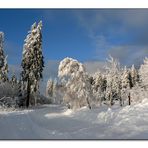 Winter - Märchen - Wald