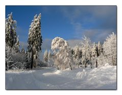 Winter - Märchen - Wald