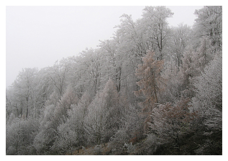 Winter Märchenwald