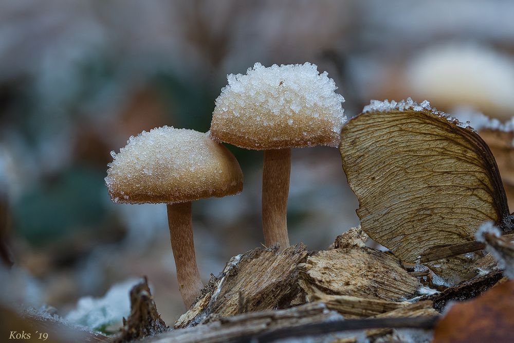 Winter - Märchenwald