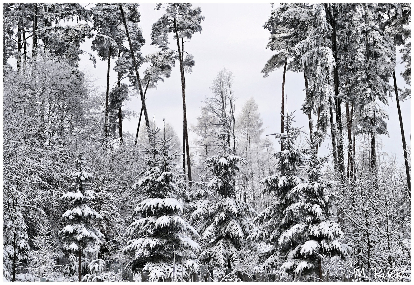 Winter Märchenwald  !