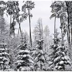 Winter Märchenwald  !