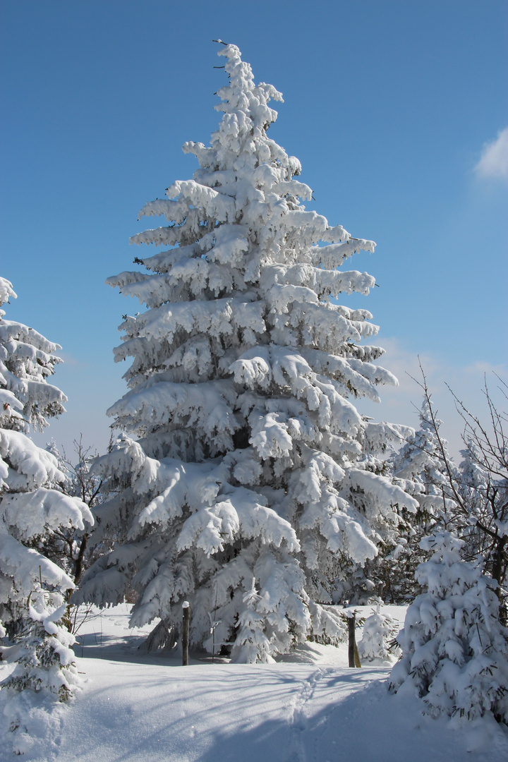 Winter mal richtig