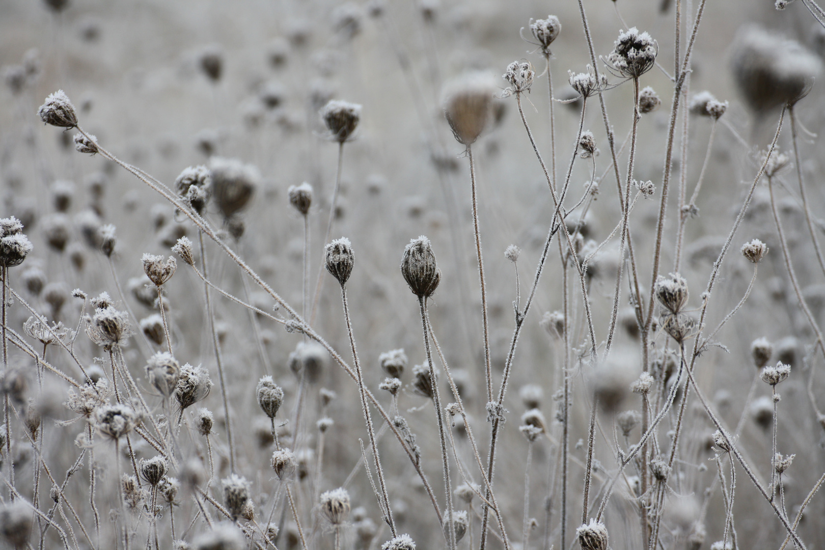 Winter meadow