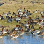 Winter meeting of wigeons