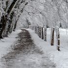 winter ..mein lieblingsweg